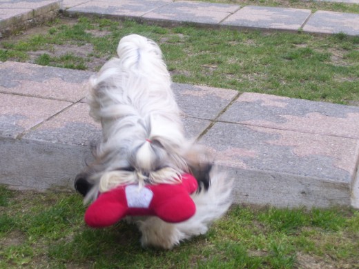 este es mi hueso regalon guaguagua....